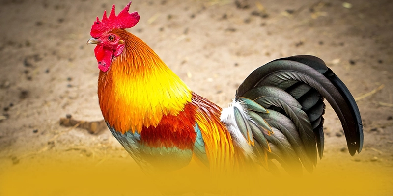 GEM88 - Sảnh game cực hot được người chơi tin tưởng – Điểm qua GEM88