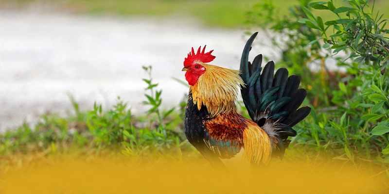 
Trải nghiệm CONGA6789 - Sân chơi được tin dùng số 1 Việt Nam
