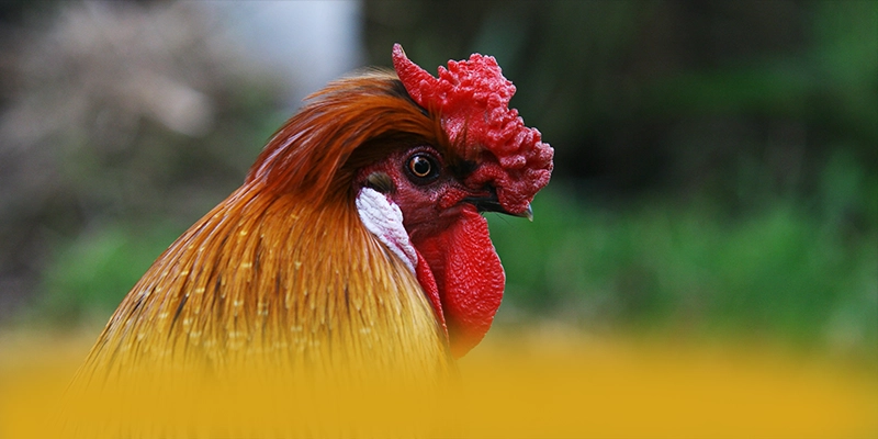 
Đánh giá GO8 - Trang game có thưởng lớn tại Việt Nam
