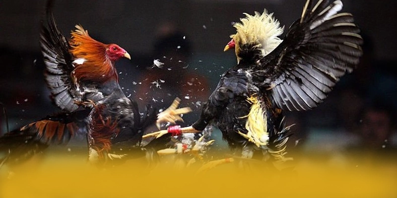 
Đánh giá tài xỉu online - Cổng giải trí hàng đầu Việt Nam 2025
