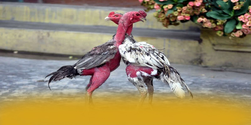 GO8 - Tổng hợp đánh giá từ trải nghiệm thực tế.