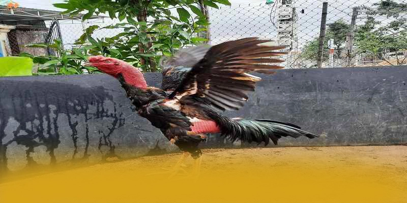 FB88 - Nhà cái có tỷ lệ kèo cạnh tranh nhất FB88 - Nhà cái có tỷ lệ kèo cạnh tranh nhất